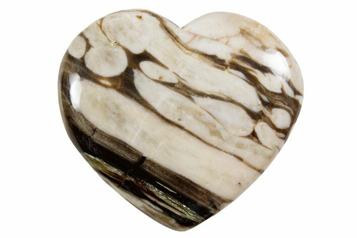 Polished Petrified Peanut Wood Heart - Australia #341914